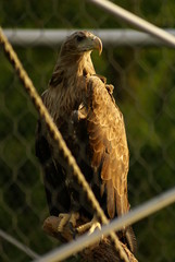 Orzeł © Piotr Ciździel