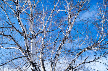 birch branches