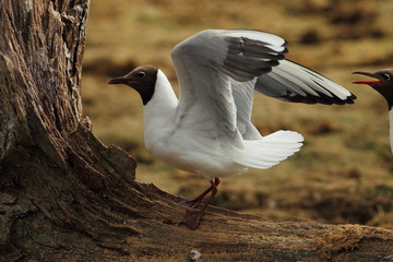 animal