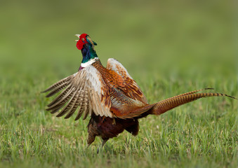 animal