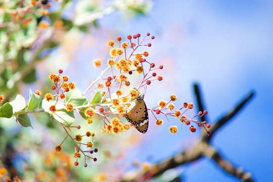butterfly blossom flower australia