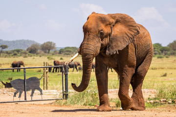 Fototapeta na wymiar Elephant in Kenya, Africa