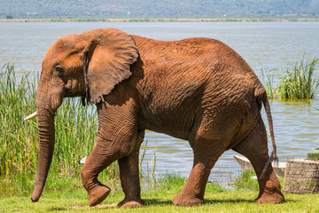Elephant in Kenya, Africa