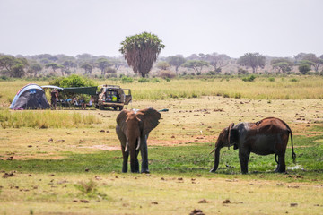 Obraz premium Elephants next to camping family, Kenya, Africa