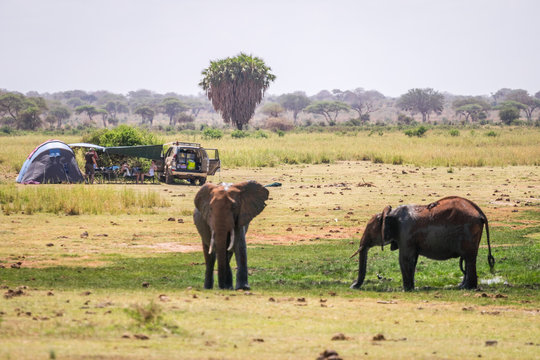 Elephants next to camping family, Kenya, Africa