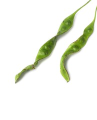 Parkia speciosa sheath  on white background ( bean petai, twisted,  cluster, stink, bitter, sato )