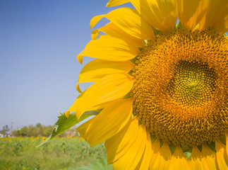 Closeup Sun Flower