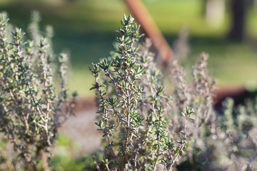 Thyme Plant in the Garden
