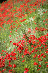 Poppies field, red flowers. Green and red colors in nature.