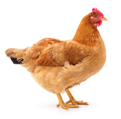 Brown hen isolated.