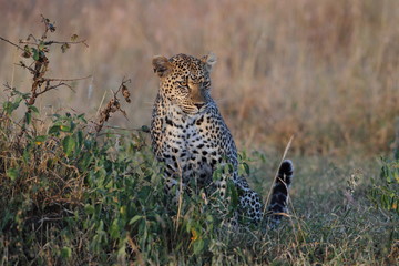 Naklejka premium animal