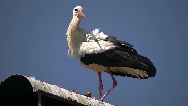 Federnpflege eines Wei&szlig;storches auf  der Abdeckung eines Kamins vor tiefblauem Himmel (Gro&szlig;aufnahme)