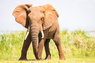 Naklejka na ściany i meble Elephant in Kenya, Africa
