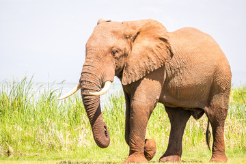 Elephant in Kenya, Africa