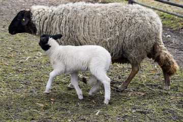 Obraz premium Cute little black-headed lambs Easter lambs