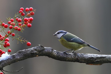 animal