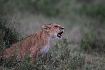 animal