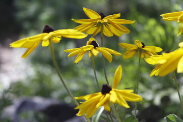 Sunshine and the Black Eyed Susan