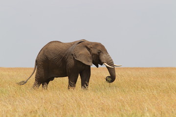 Obraz premium animal