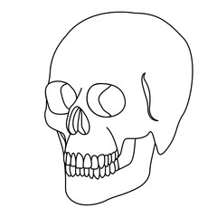 silhouette skeleton of the human skull icon, vector ilustraction design