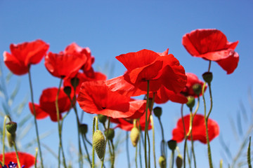 Fototapeta na wymiar Red poppies on the blue sky background, close up.