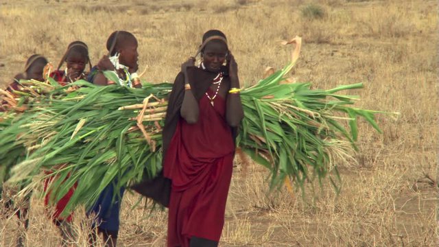 Young Masai women carrying freshly cut maize, walking toward camera