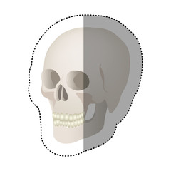 white skeleton of the human skull icon, vector ilustraction design