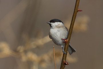 animal