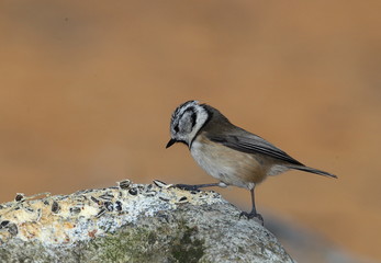 animal