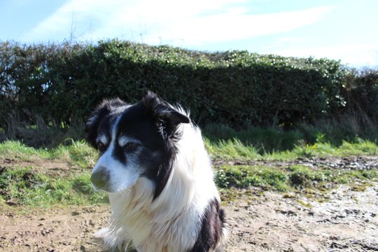 Windy 