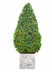 Pine tree on white background, Isolated image