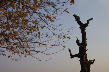 fallen leaves .