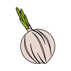 onion vegetable icon image vector illustration design 