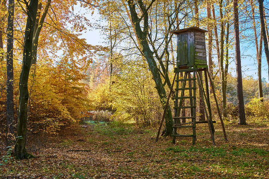 Ambona w lesie jesienią