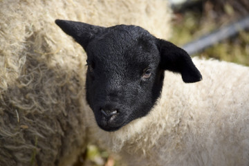 Cute little black-headed lambs Easter lambs