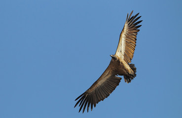 Obraz premium animal