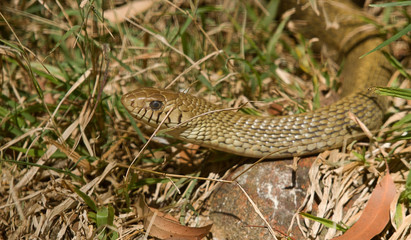 photo of a Cobra warming up in the hot Indian sun