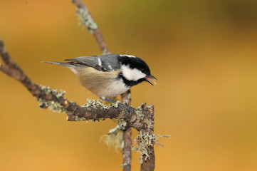 Obraz premium animal