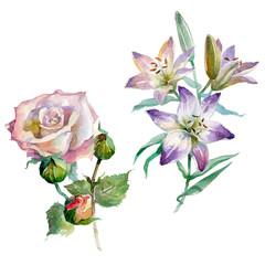 Watercolor Rose and Lily isolated on white background.
