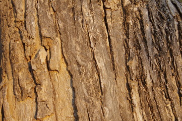 wood texture.