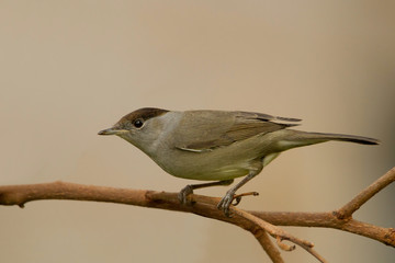 animal