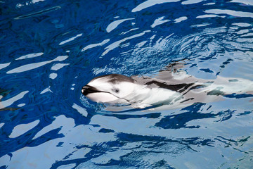 Dolphin Swimming in Blue Water