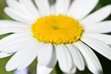 Obraz premium chamomile