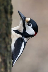 Dendrocopos major, Great spotted woodpecker . Great spotted woodpecker walking on a tree, looking for food.. Wildlife. Europe Country Slovakia.
