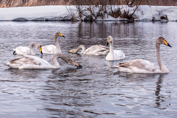 swan lake birds winter