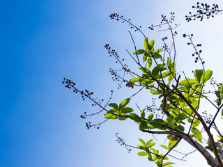 freshness leaves on blue sky and sunlight background