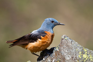 animal