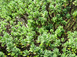 Leaves of plant as background, texture