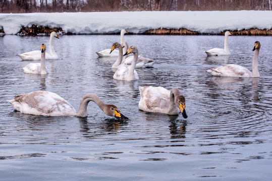 swan lake birds winter