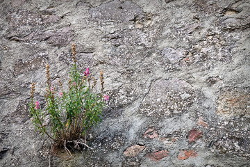 pink wild flower on a background of gray stone wall